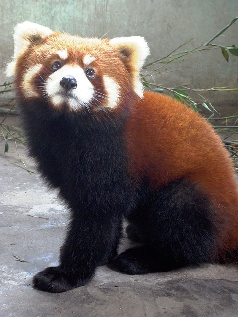 One of the red pandas at Ocean Park escaped its own enclosure and broke into a neighbouring enclosure where two giant pandas usually reside. The red panda later returned to its own enclosure. Photo: SCMP Pictures