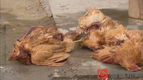 More than 200 chickens and ducks have been killed by an unknown bloodsucking predator in a Chinese village in the past week. Photo: Youth.cn