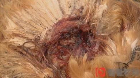 A close-up photograph of the bloody wound left behind on the carcass of one of the dead chickens. Photo: Youth.cn