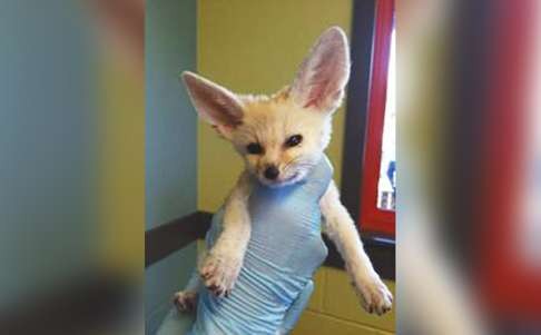 A Fennec fox, which is found in the wild in North Africa. Photo; SCMP Pictures