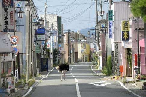 Ota Yasusuke's 2011 image Deserted Town, from a series on the abandoned animals of Fukushima. Photo: Japan Society courtesy of Museum of Fine Arts, Boston/Ota Yasusuke