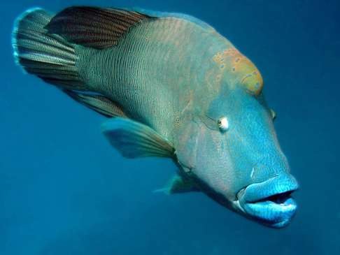 The endangered humphead wrasse. Photo: SCMP Pictures
