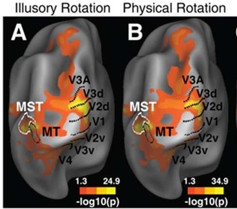MRI scans showed that the volunteers’ brains processed ‘optical illusions’ and real images in exactly the same manner, suggesting their brains were unable to discern between the two. Credit: Shanghai Institutes for Biological Sciences