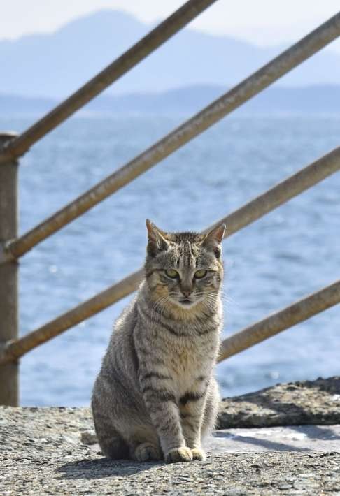 It’s great that our island has become famous but it’s no good if they disrupt our tranquil way of life, said one man in his 60s who lives on the island.