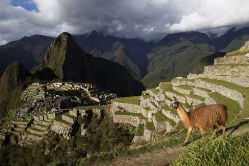 A llama is seen near the Inca citadel of Machu Picchu in Cusco, Peru. Photo: Reuters.