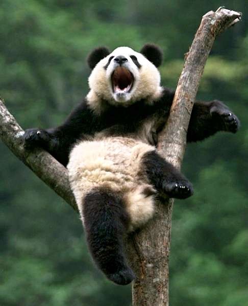 A giant panda yawns atop a branch at the Wolong Giant Panda Sanctuary in Sichuan province. Photo: Reuters