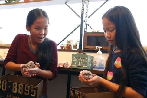 Tourists Anna and Yuna Cheung holding hedgehogs at the cafe. Photo: Reuters