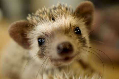 One of the Harry hedgehogs. Photo: Reuters