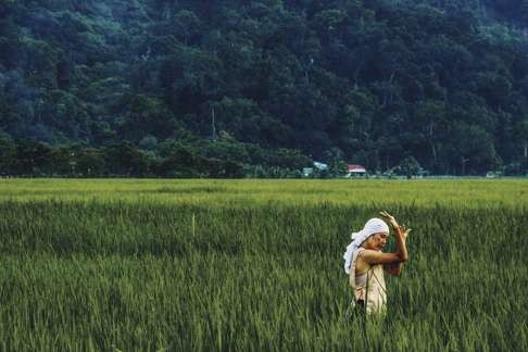 A still from Moved By Padi, for which a rice paddy will be cultivated in George Town.