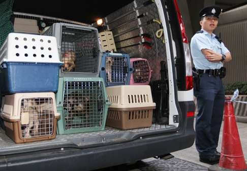 Police get involved in an animal rescue operation. In this case, more than 100 dogs and cats were found mistreated in a residential flat. Photo: Nora Tam