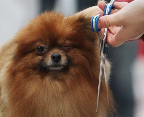 Pampered pooch: Hong Kong has its share of dog lovers who would do anything for their canine companions. Photo: Felix Wong