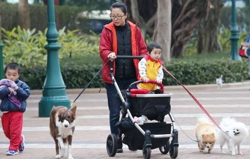 Dogs bring joy to many families in Hong Kong, a city that is not designed for them. Photo: David Wong