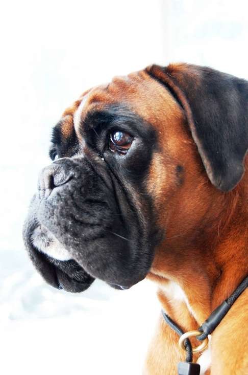 Boxers are the dog breed with the highest risk of developing glioma. Photo: Katarina Sundberg