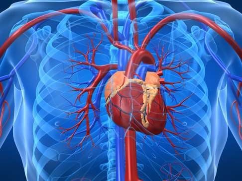 The cardiovascular system. Photo: Alamy