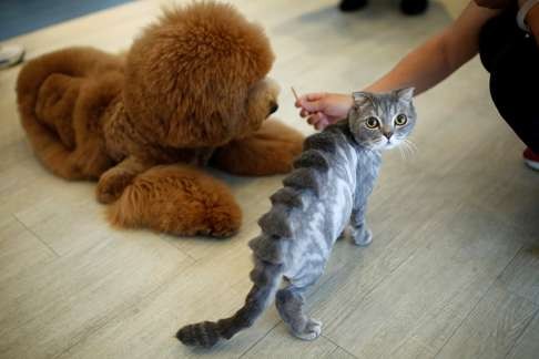 A cat with a “stegosaurus spine” design.