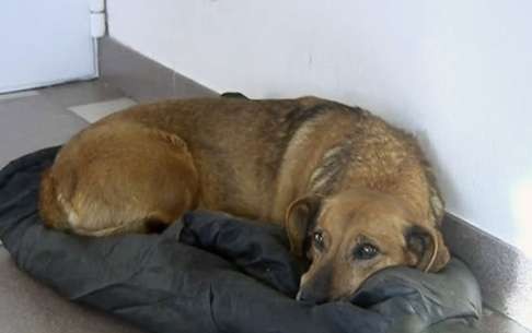 Masha, a dog that shows up at a Russian hospital every day, more than two years after her owner’s death.