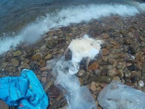 A green sea turtle lies dead on Lamma Island opposite Aberdeen Harbour, its body enshrouded in plastic and having evidently tried to eat plastic. Photo: David Wilson