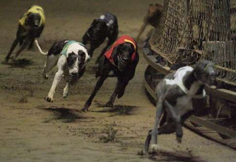 Greyhound racing in Macau in August 2007. Photos: SCMP Pictures