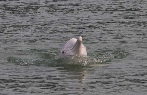 A Chinese white dolphin is seen off the southwest coast of Lantau Island. According to WWF Hong Kong, the number of dolphins has decreased by 60 per cent in the last decade. Threats facing the dolphin in Hong Kong waters include destruction of habitats by large-scale infrastructure projects. Photo: EPA