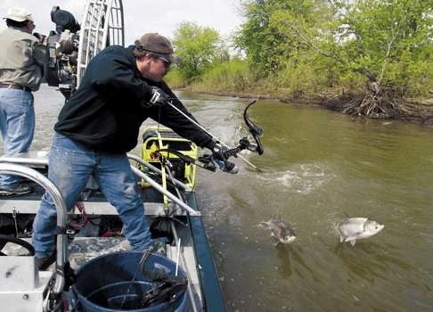Bowfishing for Asian Carp on the Illinois River. As well as being a sport, bowfishing also helps cull the invasive species, which Americans don’t like to eat. Photo: AP