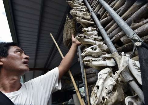 An aboriginal hunter gestures at the wild pigs' skulls outside of a hunter's home in Taitung. Photo: AFP