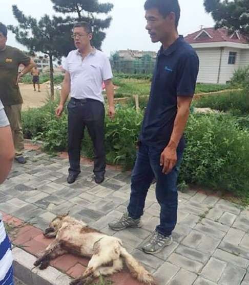 The dog lies on the side of the road after witnesses forced the driver to stop. SCMP Pictures