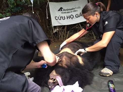 Bao Lam receives a health check as part of Animals Asia’s rescue.