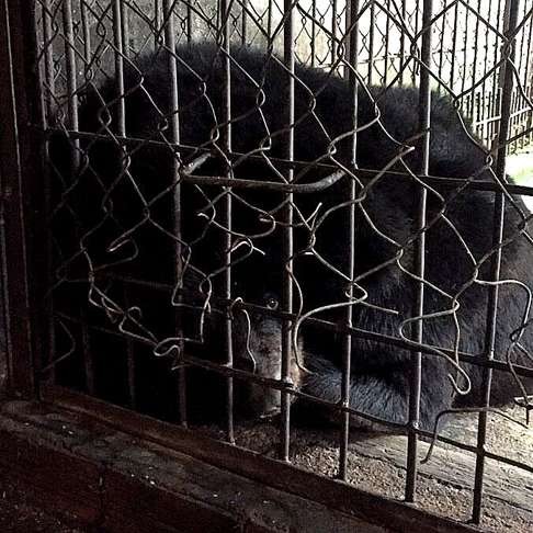 Bao Lam in its cage during Animals Asia’s bear rescue mission in Vietnam.