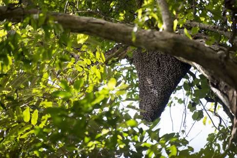 Wild beehives are found high up in the forest canopy to catch the direct morning or evening sunlight.
