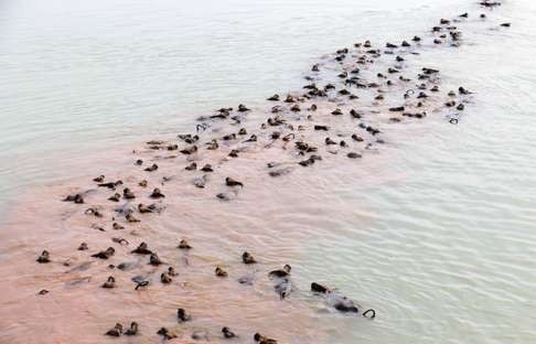 The water buffalo used to be able to wade to the islands. Photo: SCMP Pictures