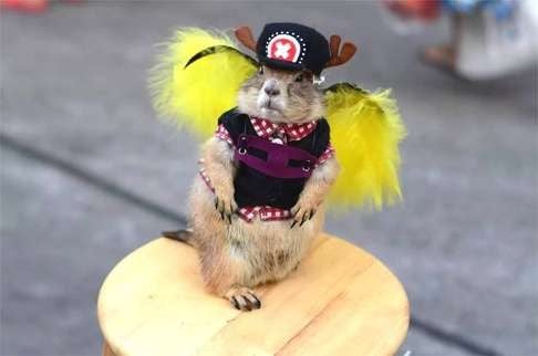 A prairie dog wears a funky outfit in Bangkok.