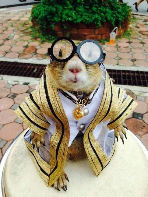 A prairie dog dressed in a graduation gown outside a Thai university in Bangkok.
