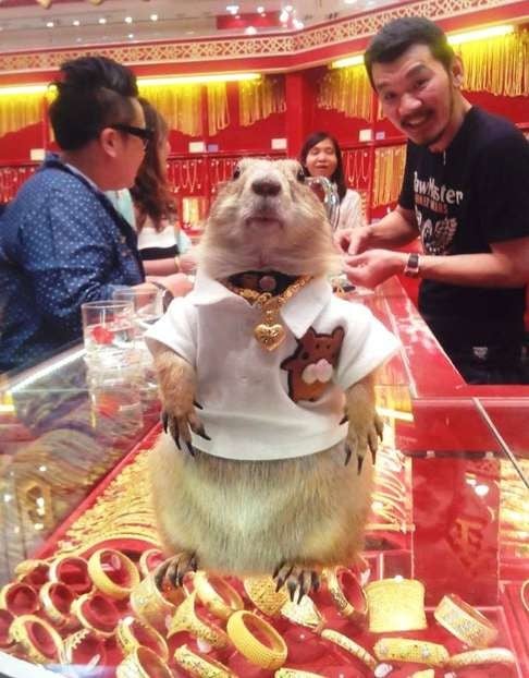 A prairie dog inside a gold shop in Bangkok.