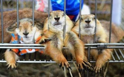 Prairie dogs in their cage.