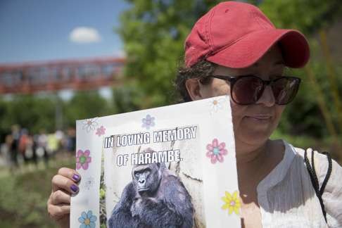 Alesia Buttrey, of Cincinnati, holds a sign with a picture of the gorilla Harambe during a vigil in his honour outside the Cincinnati Zoo & Botanical Garden in May. Photo: AP