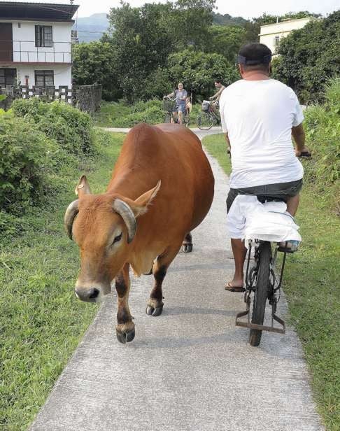 This image shows a number of the of the Mui Wo herd of 22 feral cows that may be shipped off to the Soko Islands. Photo: Steven Knipp