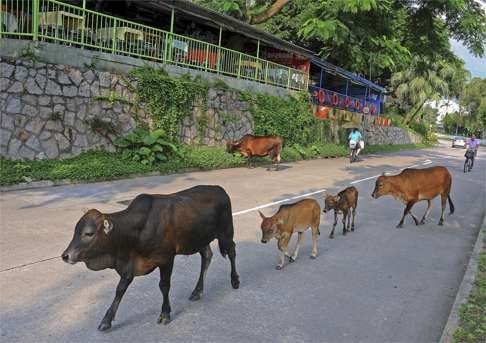 Some of Mui Wo’s herd of 22 feral cows. Photo: Steven Knipp