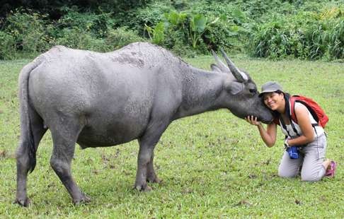 Ho Loy, an activist who protects cows and buffalos on Lantau.