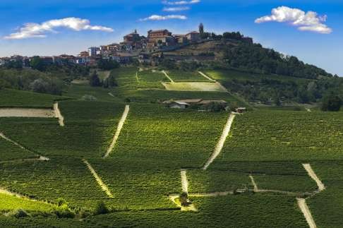 Barolo is grown in Piedmont’s rolling hills. Photo: Alamy