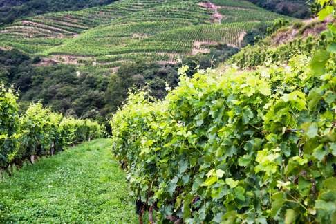 A vineyard in Crozes-Hermitage. Photo: Alamy