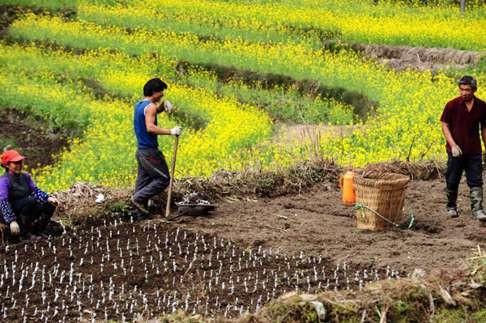 Scores of overseas NGOs such as Caritas provide training in low-cost, sustainable farming methods in remote rural regions. Photo: Caritas Australia