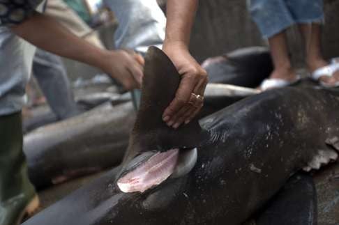 A shark trader cuts off a shark fin at a fish market in Indonesia. Photo: EPA