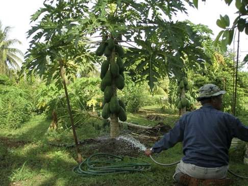 A WWOOF volunteer earns his keep in Malaysia.