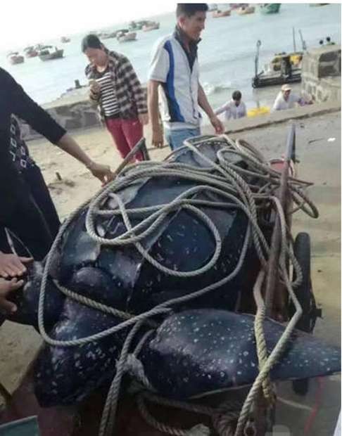 The giant leatherback sea turtle is hauled away to be slaughtered. Photo: SCMP Pictures