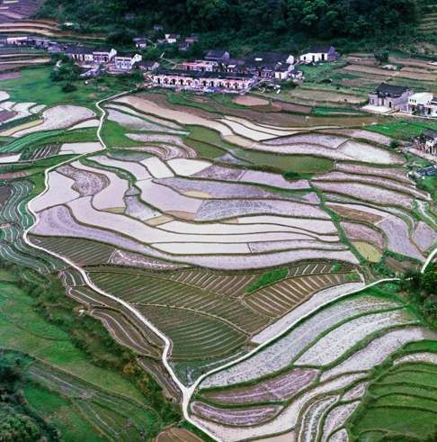 A paddy field near Fanling. Photo: Keith Macgregor