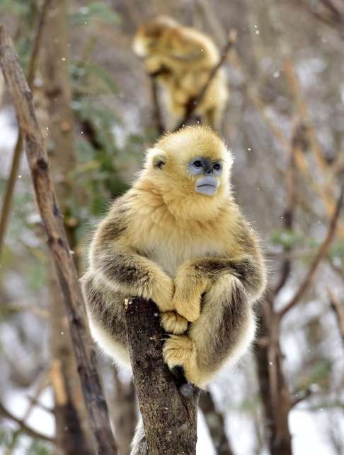 Endangered golden snub-nosed monkeys at the dedicated Dalongtan research centre in Shennongjia, Hubei province, on January 12. The Shennongjia Nature Reserve is home to the rare monkeys whose numbers have doubled since the 1980s because of better environmental protection. Photo: Xinhua