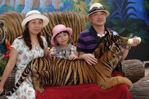 Chinese tourists pose for pictures with a young tiger at Sriracha Tiger Zoo, in Pattaya district, Thailand. Photo: EPA