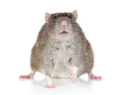 Scientists have found that in obese mice, physical inactivity results from altered receptors of dopamine, not weight gain.