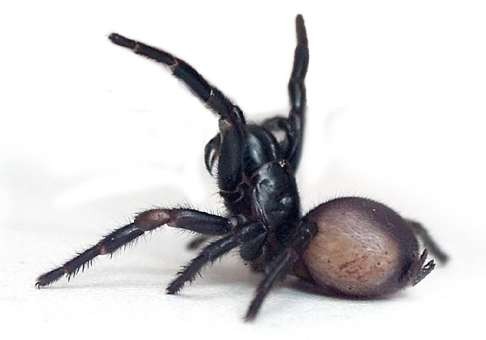 A deadly funnel-web spider. Photo: AFP