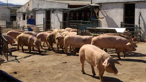 Pigs at the Agropor facility in Spain are being used in the chimera experiments. Photo: Salk Institute/Cell